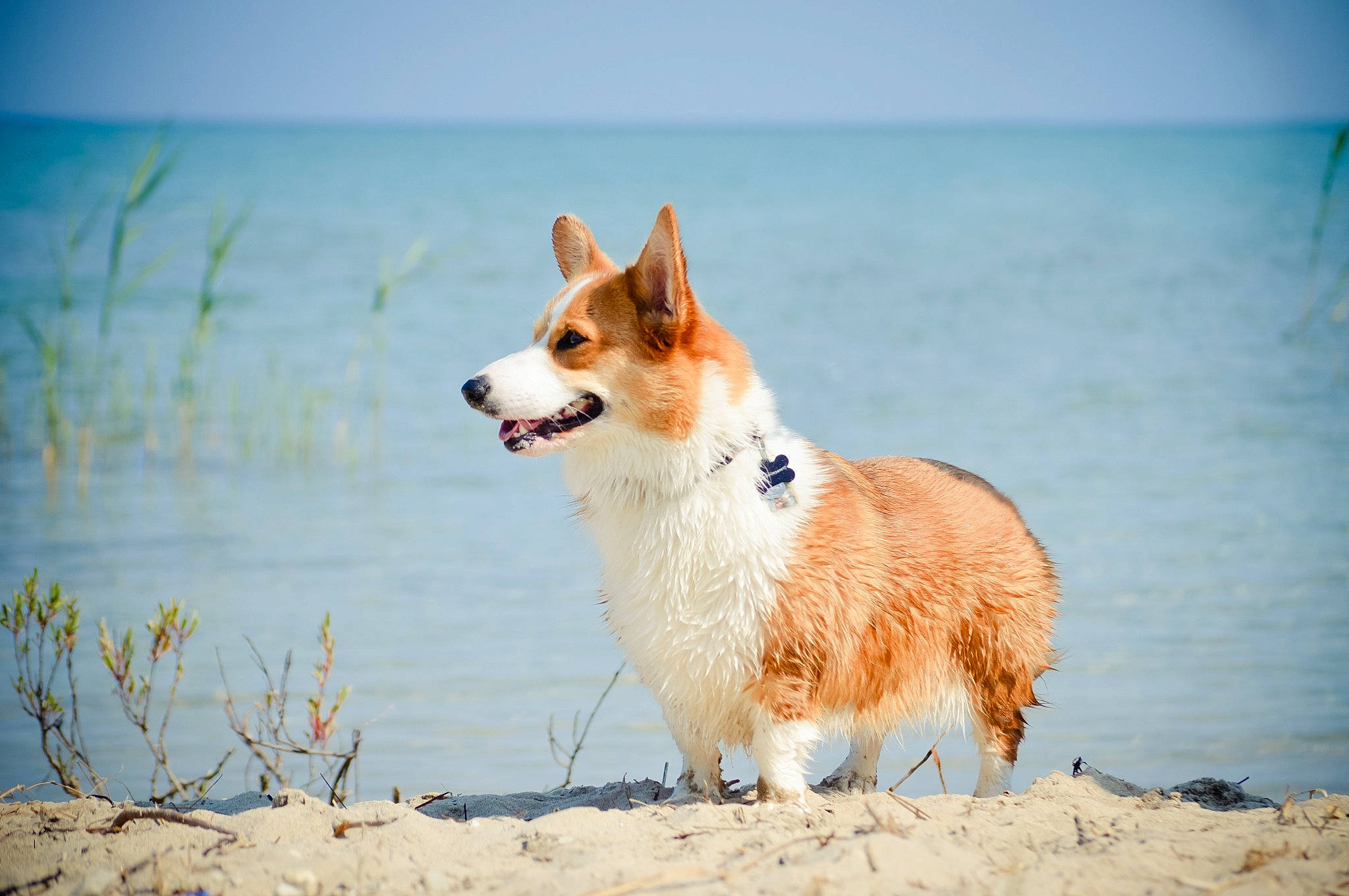 Taz joined the competition — help win amazing prizes! beach, canidae, carnivore, companion_dog, dog, dog_breed, fawn, fur, happy, herding_dog, landscape, ocean, plant, sky, snout, sporting_group, tail, terrestrial_animal, water, wind_wave
