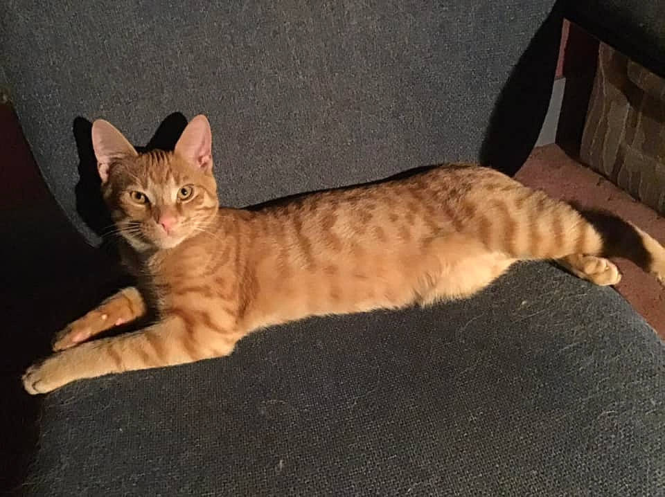 Pumpkin is registered to the contest to win money with this photo: carnivore, cat, claw, comfort, domestic_short_haired_cat, fawn, felidae, fur, paw, small_to_medium_sized_cats, snout, tail, terrestrial_animal, whiskers, wood