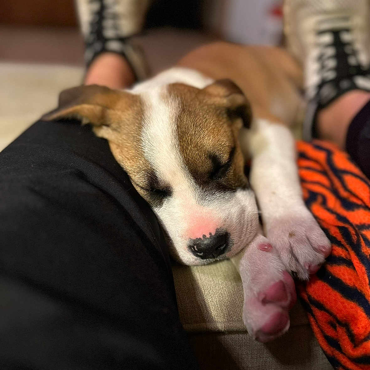 Hank is registered to the contest to win money with this photo: black, blanket, brown, closeup, couch, cozy, cute, dog, indoor, leg, nose, orange, paw, person, pet, puppy, relaxing, resting, sleeping, white