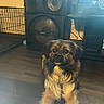 Midnight is registered to the contest to win money with this photo: black, brown, calm, cozy, dog, ears, electronics, eyes, floor, fur, furniture, home, indoor, pet, quiet, sitting, sony, speaker, stereo, wooden_floor