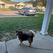 Midnight joined the competition — help win amazing prizes! animal, car, chain, concrete, curious, daylight, dog, fence, grass, house, outdoor, parking_lot, pet, porch, residential, sidewalk, sky, suburban, tail, tree