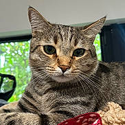 Jaxson joined the competition — help win amazing prizes! cat, tabby, close_up, indoor, pet, animal, feline, green_eyes, whiskers, soft_blanket, fabric, red_flower_pattern, relaxed, portrait, domestic, window, natural_light, fur, lying_down, curious