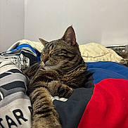 Oasis participe au concours pour gagner de l'argent avec cette photo : animal, bedroom, blanket, cat, closeup, comfort, cozy, cute, domestic, feline, fur, indoor, paw, pet, relaxed, resting, sleeping, striped, tabby, whiskers