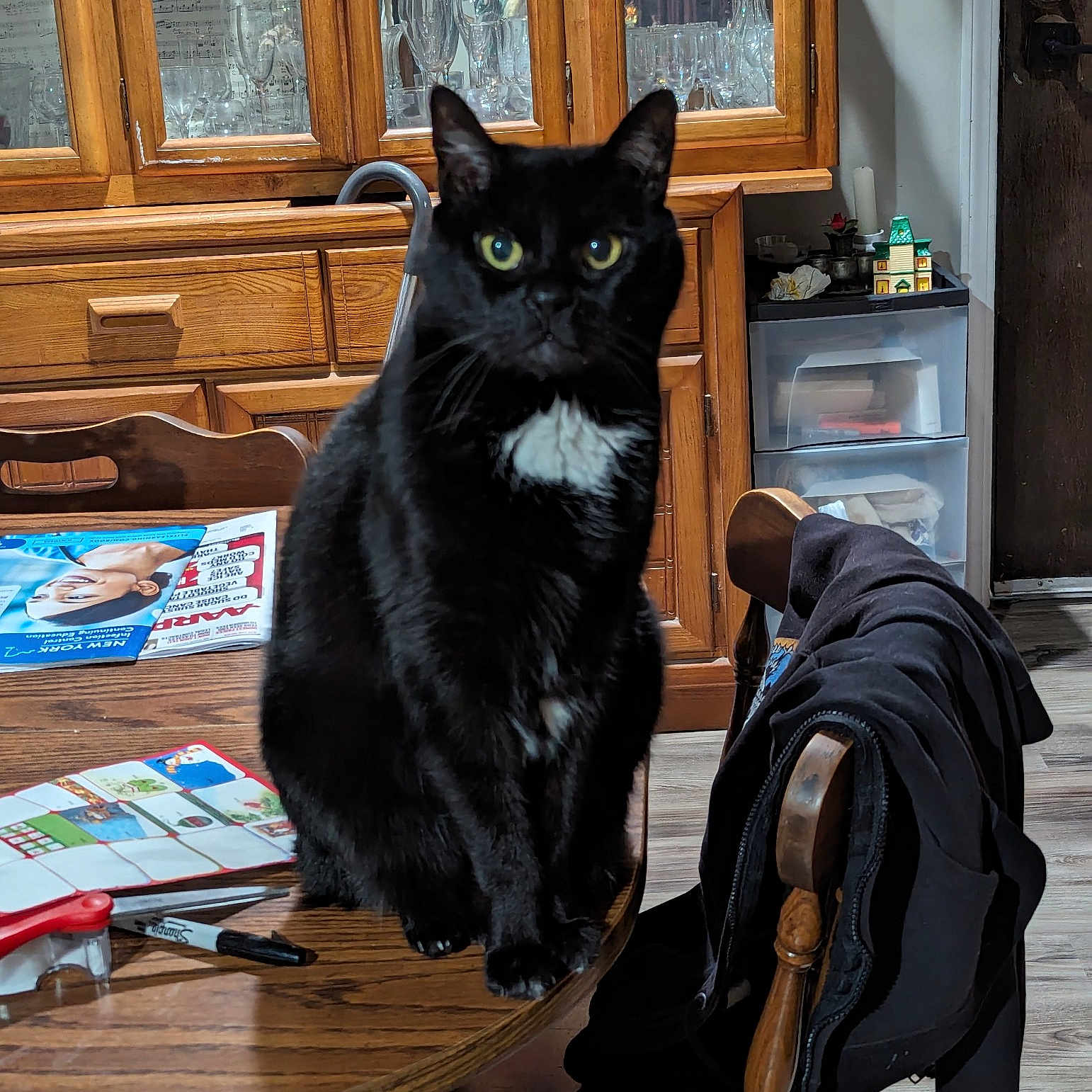 Seraphina joined the competition — help win amazing prizes! backpack, bag, black_cat, bombay, box, carnivore, cat, comfort, domestic_short_haired_cat, door, felidae, fur, luggage_and_bags, sitting, small_to_medium_sized_cats, snout, tail, whiskers, window, wood
