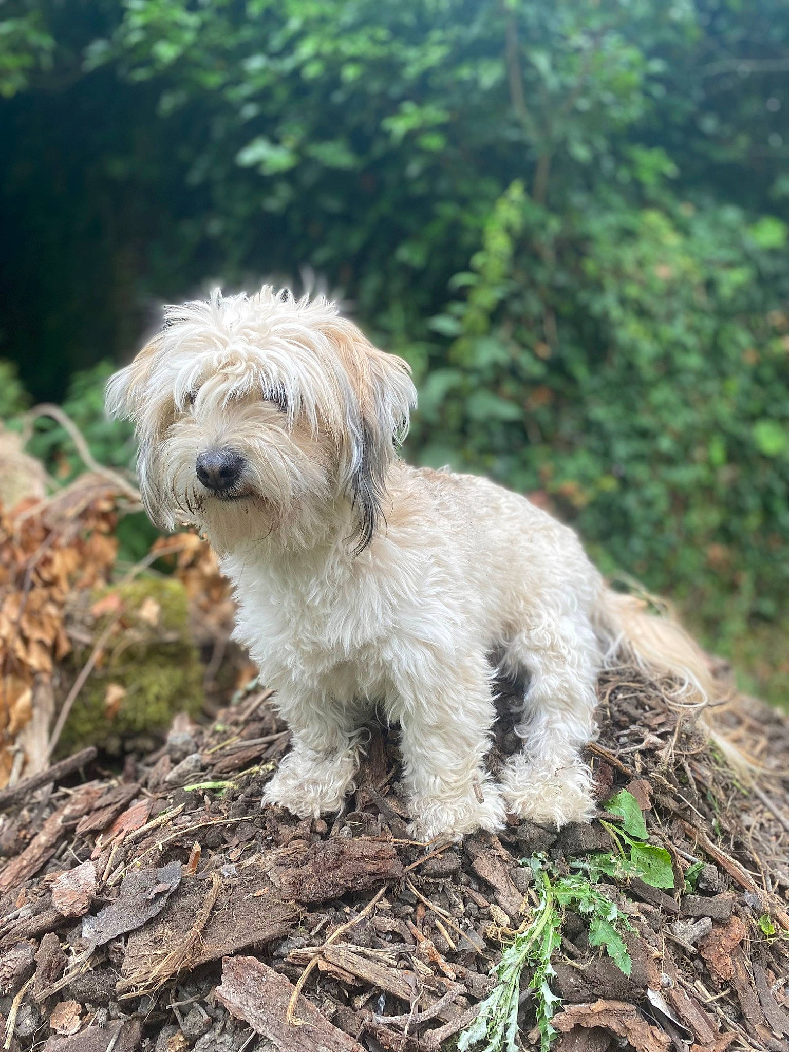 Millow a rejoint le concours — aidez-le/la à gagner de superbes lots ! canidae, carnivore, companion_dog, dog, dog_breed, grass, liver, plant, puppy, sapsali, small_terrier, snout, soil, sporting_group, tail, terrestrial_animal, terrier, toy_dog, water_dog, working_animal