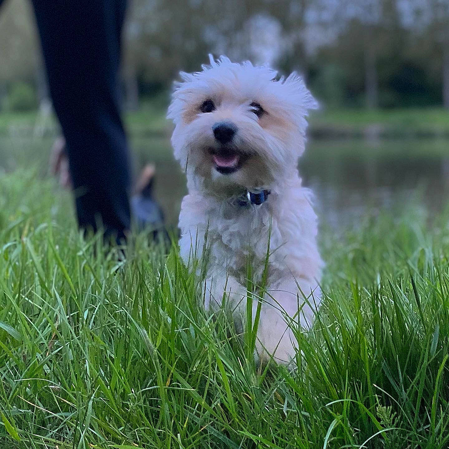 Millow a rejoint le concours — aidez-le/la à gagner de superbes lots ! canidae, carnivore, cockapoo, collar, companion_dog, dog, dog_breed, dog_clothes, dog_collar, dog_supply, grass, leash, maltepoo, plant, small_terrier, snout, sporting_group, terrier, toy_dog, water