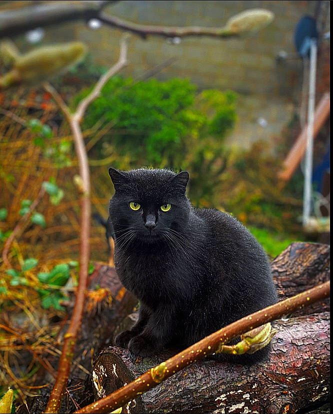 Oréo participe au concours pour gagner de l'argent avec cette photo : black_cat, bombay, botany, carnivore, cat, eye, felidae, grass, groundcover, leaf, organism, plant, small_to_medium_sized_cats, snout, tail, terrestrial_animal, tree, vertebrate, whiskers, wood