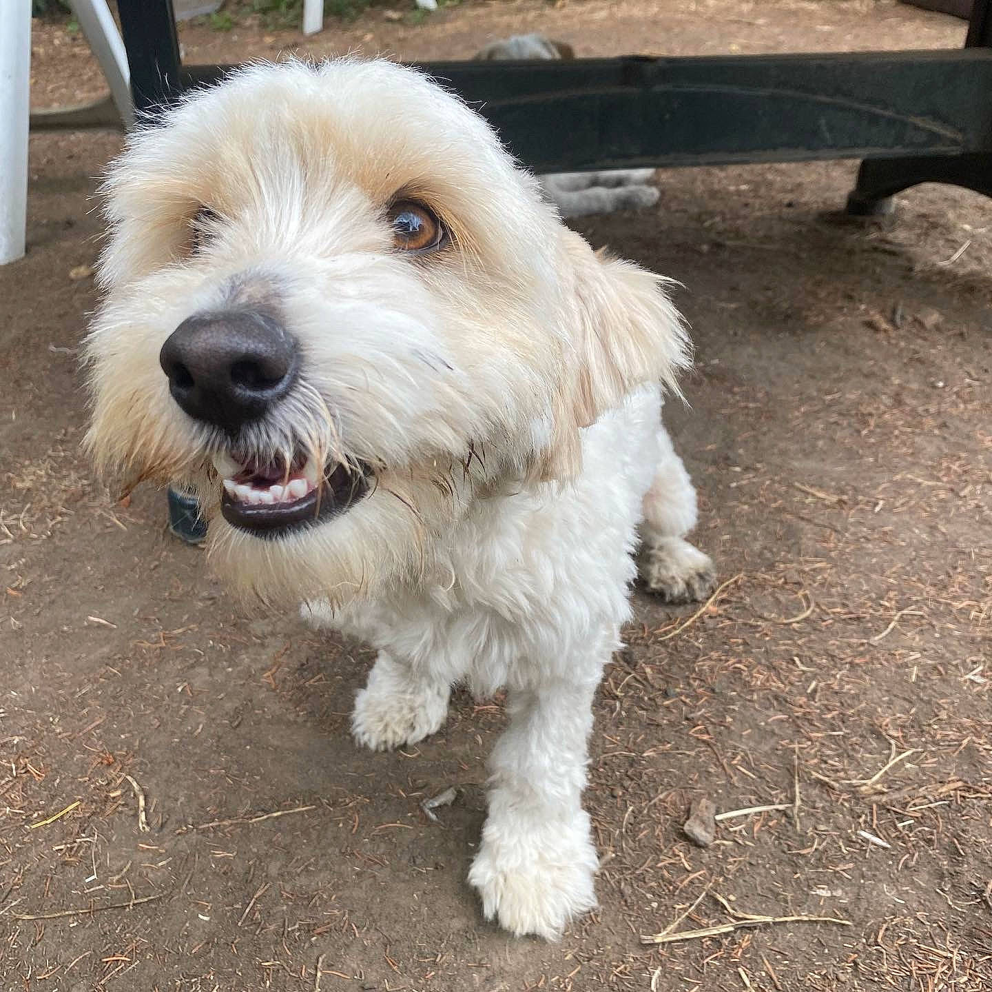 Bobby participe au concours pour gagner de l'argent avec cette photo : briquet_griffon_vendeen, canidae, carnivore, collar, companion_dog, dog, dog_breed, dog_collar, fur, giant_dog_breed, labradoodle, maltepoo, romanian_mioritic_shepherd_dog, sapsali, small_terrier, snout, sporting_group, terrier, toy_dog, working_animal