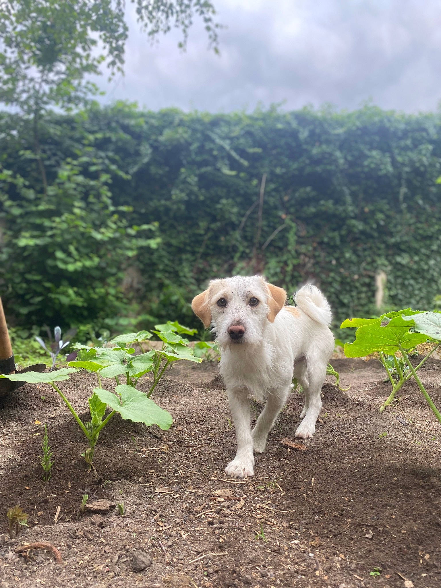 Ody participe au concours pour gagner de l'argent avec cette photo : adventure, canidae, carnivore, cloud, companion_dog, dog, dog_breed, fawn, forest, grass, kintamani, landscape, plant, sky, soil, sporting_group, tail, tree, working_animal, working_dog