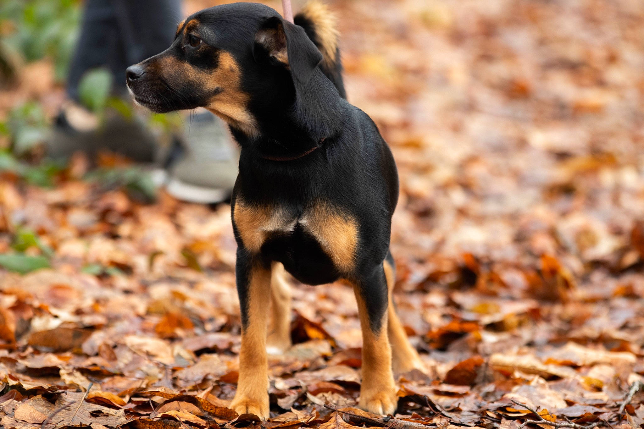 Zola a rejoint le concours — aidez-le/la à gagner de superbes lots ! canidae, carnivore, companion_dog, dog, dog_breed, fawn, hound, hunting_dog, montenegrin_mountain_hound, snout, sporting_group, terrestrial_animal, working_animal, working_dog