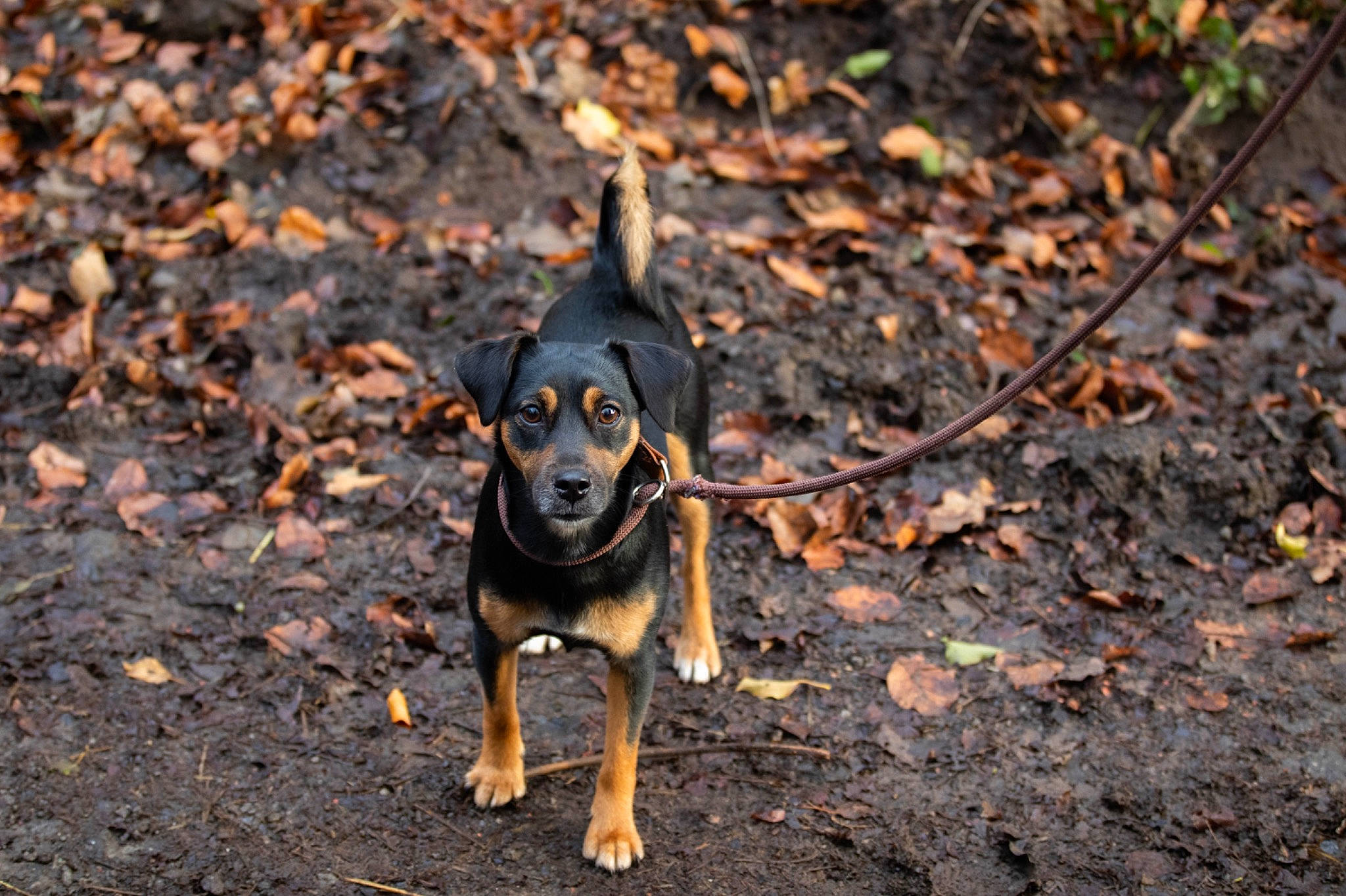 Zola a rejoint le concours — aidez-le/la à gagner de superbes lots ! asphalt, canidae, carnivore, companion_dog, dog, dog_breed, evening, fawn, grass, hunting_dog, landscape, shadow, snout, soil, sporting_group, terrestrial_animal, toy_dog, wildlife, wood, working_dog