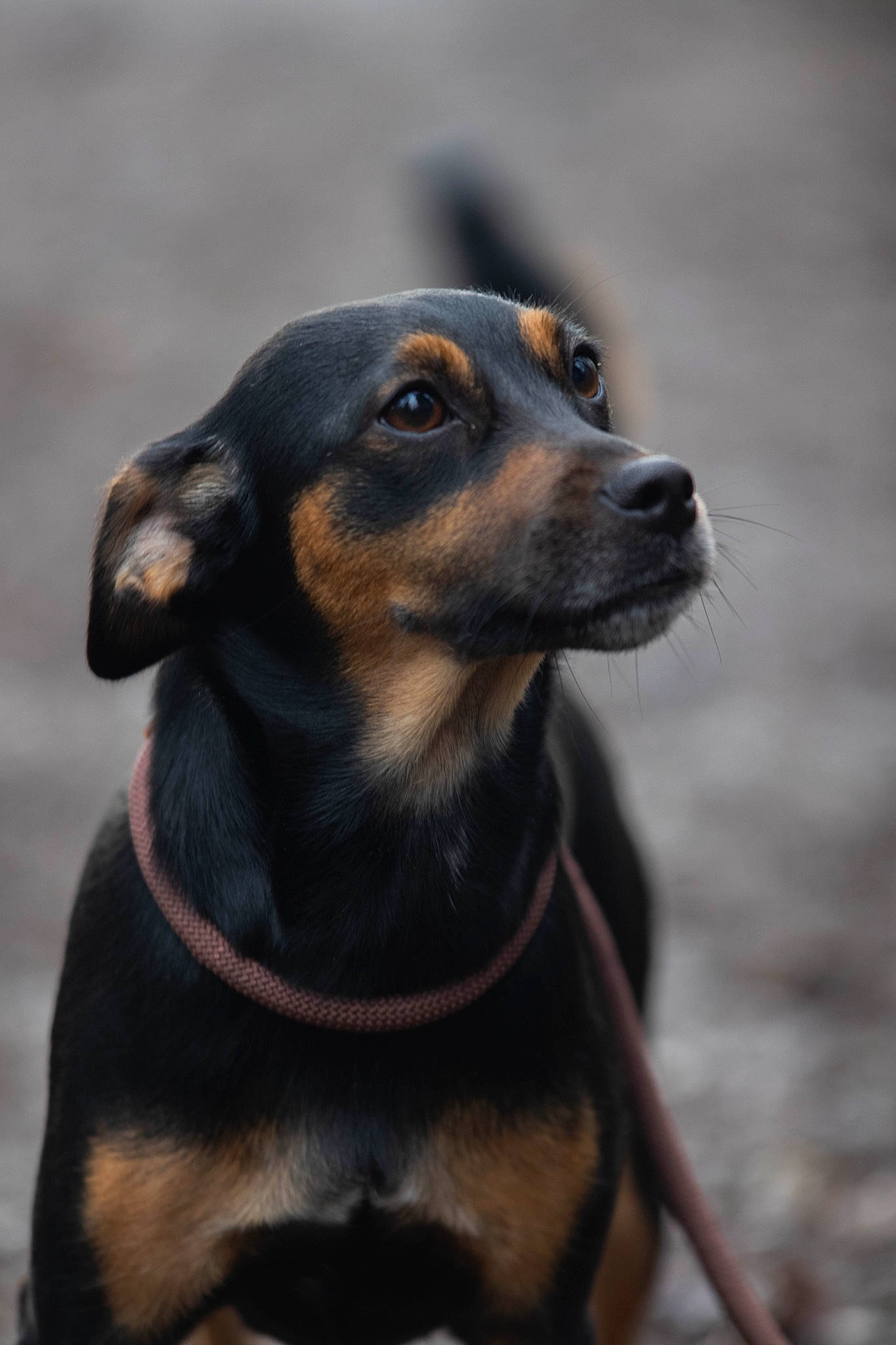 Zola participe au concours pour gagner de l'argent avec cette photo : carnivore, companion_dog, dog, dog_breed, ear, fawn, guard_dog, hunting_dog, snout, sporting_group, terrestrial_animal, toy_dog, whiskers, working_animal, working_dog