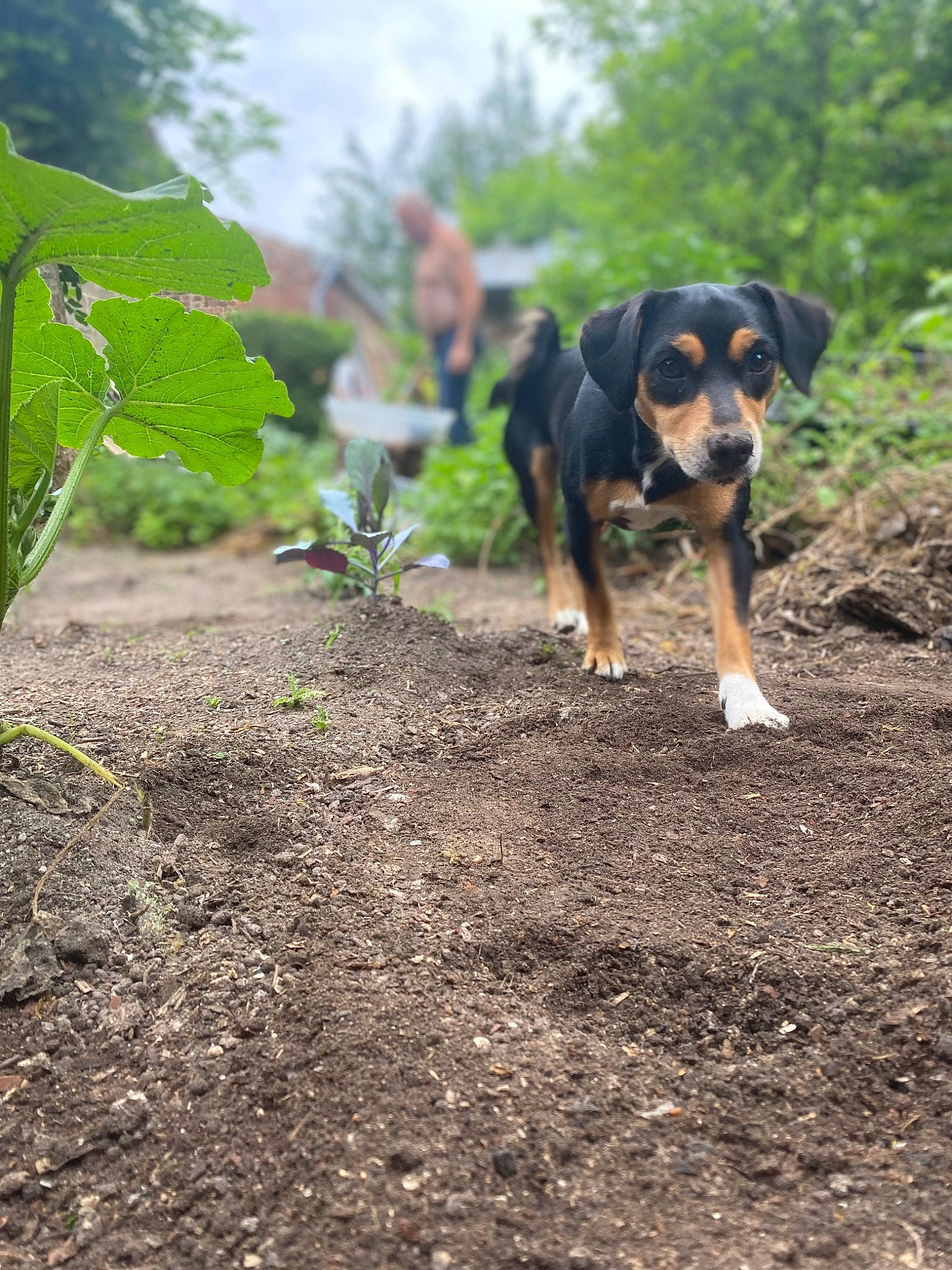 J.b. participe au concours pour gagner de l'argent avec cette photo : agriculture, canidae, carnivore, dog, dog_breed, field, grass, landscape, plant, plantation, rock, sky, snout, soil, sporting_group, terrestrial_animal, tree, wildlife, working_animal, working_dog