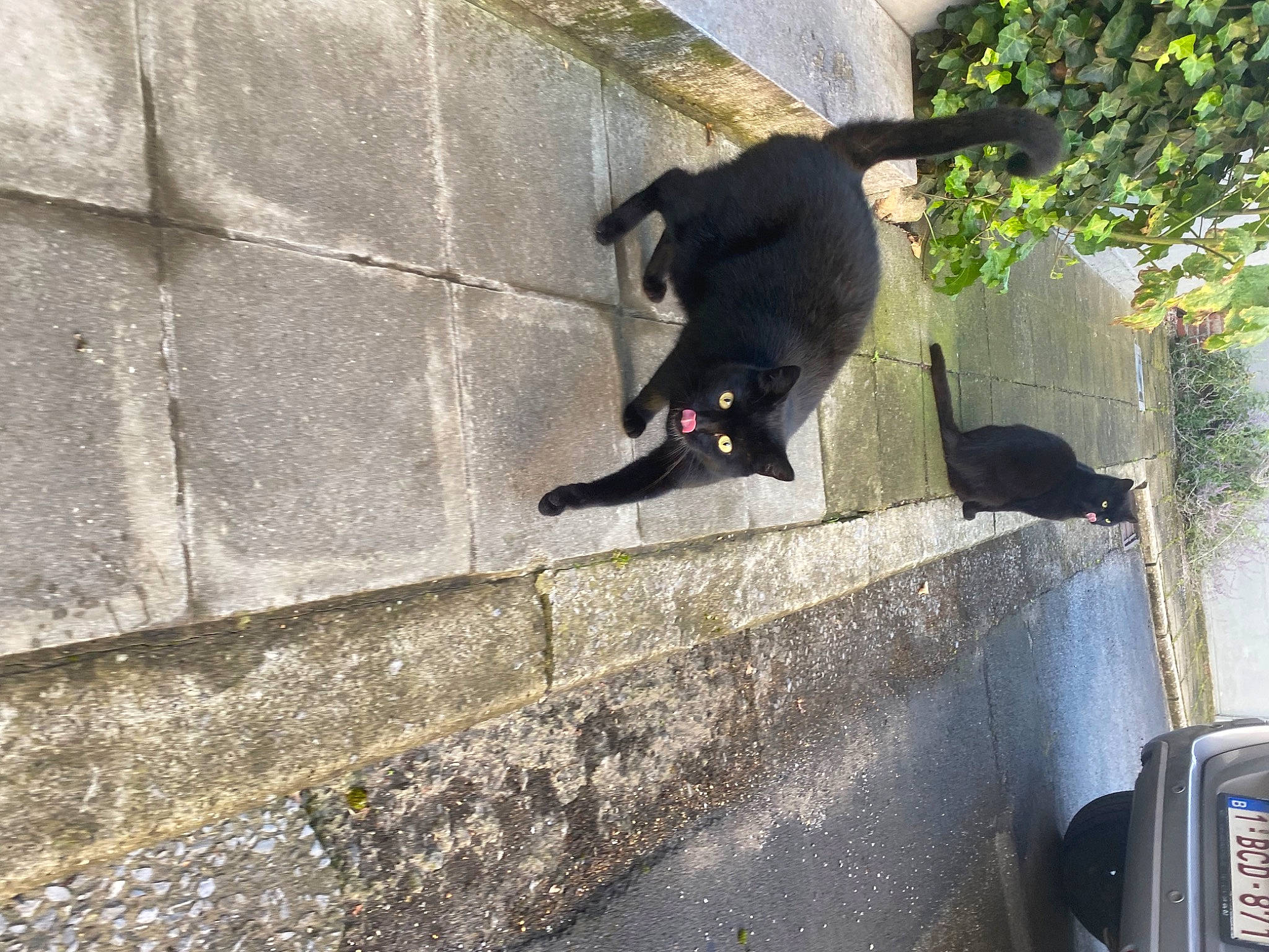 Poupette participe au concours pour gagner de l'argent avec cette photo : asphalt, bear, carnivore, concrete, felidae, fur, plant, road_surface, shadow, small_to_medium_sized_cats, tail, terrestrial_animal, tints_and_shades, tree, wildlife