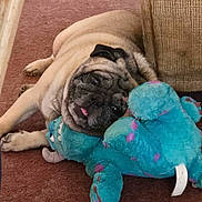 Ollie is registered to the contest to win money with this photo: pug, dog, pet, carpet, toy, plush_toy, blue_toy, tongue_out, cute, animal, indoor, cozy, resting, playful, brown, fur, floor, smiling, domestic_animal, laying_down