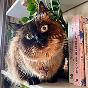 Stevie is registered to the contest to win money with this photo: books, bookshelf, cat, close_up, curious, curtains, domestic_cat, feline, fluffy, fur, green_leaves, indoor, pastel_colors, pet, plants, portrait, sitting, star_pendant, whiskers, wide_eyes