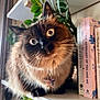 books, bookshelf, cat, close_up, curious, curtains, domestic_cat, feline, fluffy, fur, green_leaves, indoor, pastel_colors, pet, plants, portrait, sitting, star_pendant, whiskers, wide_eyes