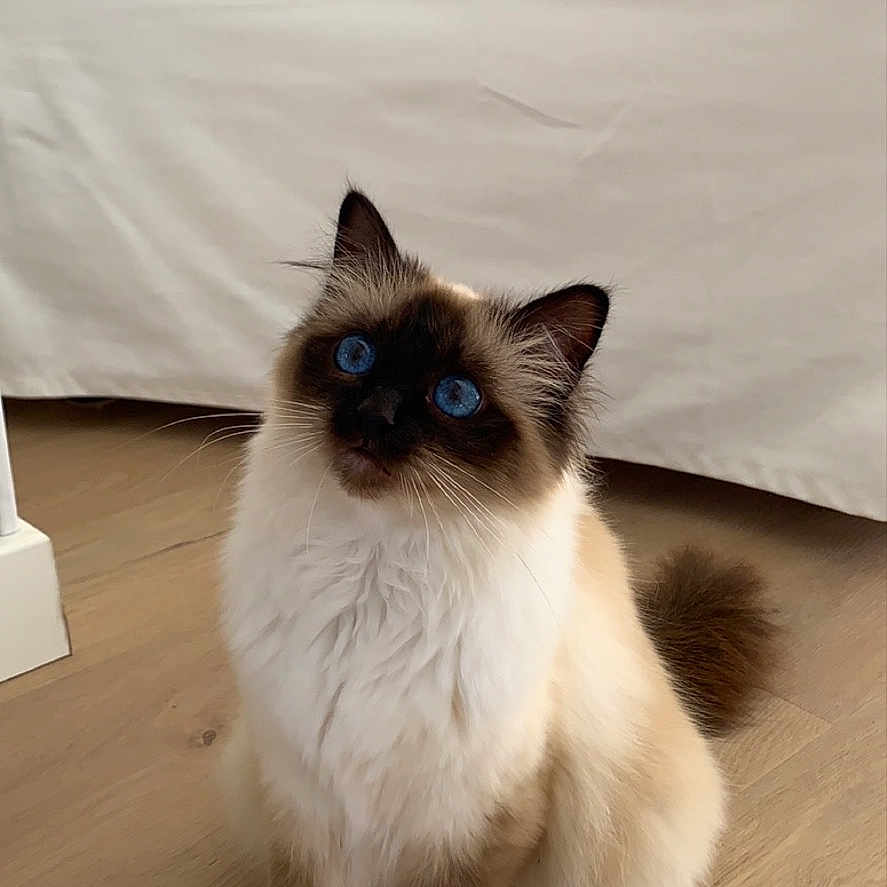 Ty Chanel participe au concours pour gagner de l'argent avec cette photo : angora, animal, cat, hardwood, kitten, manx, pet, plywood, siamese, wood