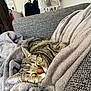Milo participe au concours pour gagner de l'argent avec cette photo : tabby_cat, sleeping_cat, gray_blanket, gray_couch, indoor, cozy, pet, feline, resting, fur, whiskers, ear, home_interior, laundry_rack, clothes, soft_texture, relaxation, close_up, comfort, domestic