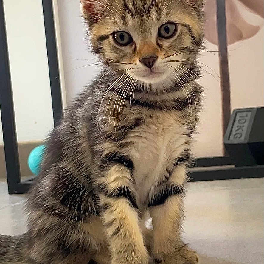 Milo a rejoint le concours — aidez-le/la à gagner de superbes lots ! abyssinian, angora, animal, cat, computerhardware, desk, egyptiancat, electronics, furniture, hardware, hardwood, indoors, kitten, manx, monitor, pet, screen, table, tv, wood