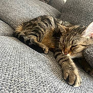Milo participe au concours pour gagner de l'argent avec cette photo : cat, tabby_cat, sleeping, couch, furniture, indoor, pet, cozy, relaxation, paw, fur, whiskers, ear, comfort, resting, close_up, animal, mammal, home, nap