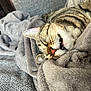 cat, tabby, sleeping, teeth, whiskers, nose, fur, blanket, soft, cozy, closeup, resting, pet, domestic_cat, indoor, relaxed, cute, feline, comfort, nap