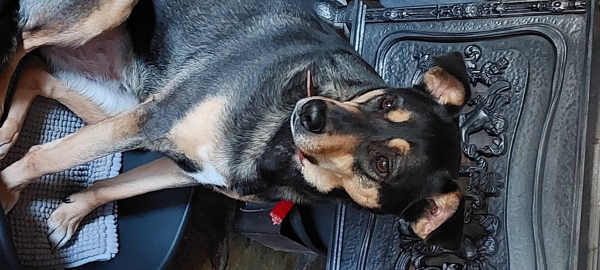 Chance a rejoint le concours — aidez-le/la à gagner de superbes lots ! canidae, carnivore, collar, companion_dog, dog, dog_breed, dog_collar, ear, fur, guard_dog, paw, snout, sporting_group, street_dog, whiskers, working_animal, working_dog