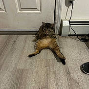 Chicken Nuggets joined the competition — help win amazing prizes! animal, baseboard_heater, brown, cat, curious, door, electrical_outlet, floor, funny_pose, fur, home, indoor, legs, pet, plug, relaxed, sitting, tabby, wall, white