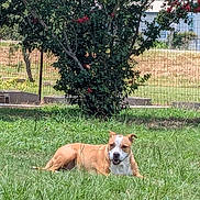 Annie joined the competition — help win amazing prizes! animal, bush, canine, daytime, dog, fence, flora, grass, greenery, leaves, mammal, nature, outdoor, peaceful, pet, relaxing, summer, sunlight, tree, yard