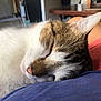 animal, cat, close_up, comfort, cozy, cute, domestic, ear, face, fur, human_lap, indoor, nap, nose, peaceful, pet, relaxation, resting, sleeping, whiskers