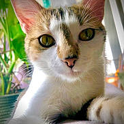 Noisette participe au concours pour gagner de l'argent avec cette photo : animal, background_blur, cat, close_up, curious, domestic_cat, feline, fur, green_eyes, indoor, natural_light, paw, pet, pink_nose, plant, portrait, relaxed, tabby, whiskers, white_fur