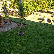 Chevy joined the competition — help win amazing prizes! cat, grass, lawn, outdoor, sunlight, tree, wooden_chair, table, garden, backyard, patio, relaxed, animal, nature, daytime, greenery, wood, shade, feline, sitting