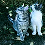 animal, cat, curious, daylight, ears, feline, fur, ground, leaf, looking_up, mammal, nature, outdoor, pet, sitting, tabby_cat, tail, two_animals, whiskers, white_cat