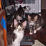 animal, cat, computer, curious, desk, electronics, exploring, feline, flash, household, indoor, keyboard, kitten, mouse, pet, playful, reflection, tabby, wooden_desk, young