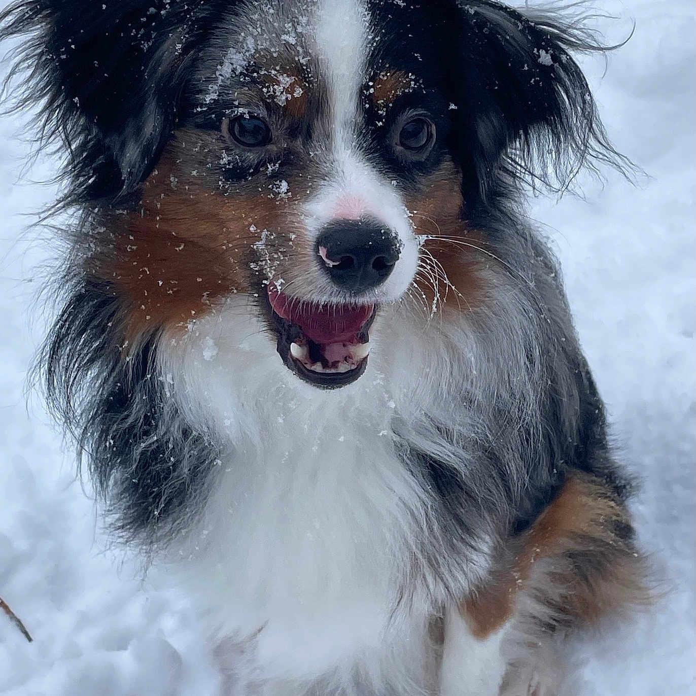 Ozzy joined the competition — help win amazing prizes! animal, blizzard, bodypart, canine, cockerspaniel, collie, dog, face, head, mouth, nature, outdoors, papillon, person, pet, photography, portrait, puppy, snow, winter