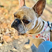 Kaia joined the competition — help win amazing prizes! animal, autumn, brown, canine, close_up, companion, daylight, dog, ears, expression, french_bulldog, fur, harness, leaves, muzzle, nature, outdoor, pet, portrait, snout