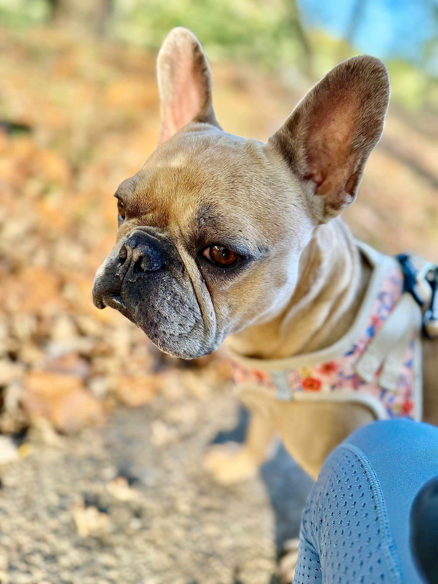 Kaia