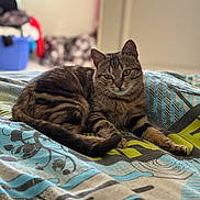Ziggy participe au concours pour gagner de l'argent avec cette photo : cat, tabby_cat, animal, pet, feline, resting, indoor, blanket, patterned, fur, whiskers, ears, eyes, tail, bedroom, blurred_background, cozy, relaxed, domestic, closeup