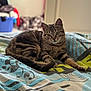 cat, tabby_cat, animal, pet, feline, resting, indoor, blanket, patterned, fur, whiskers, ears, eyes, tail, bedroom, blurred_background, cozy, relaxed, domestic, closeup