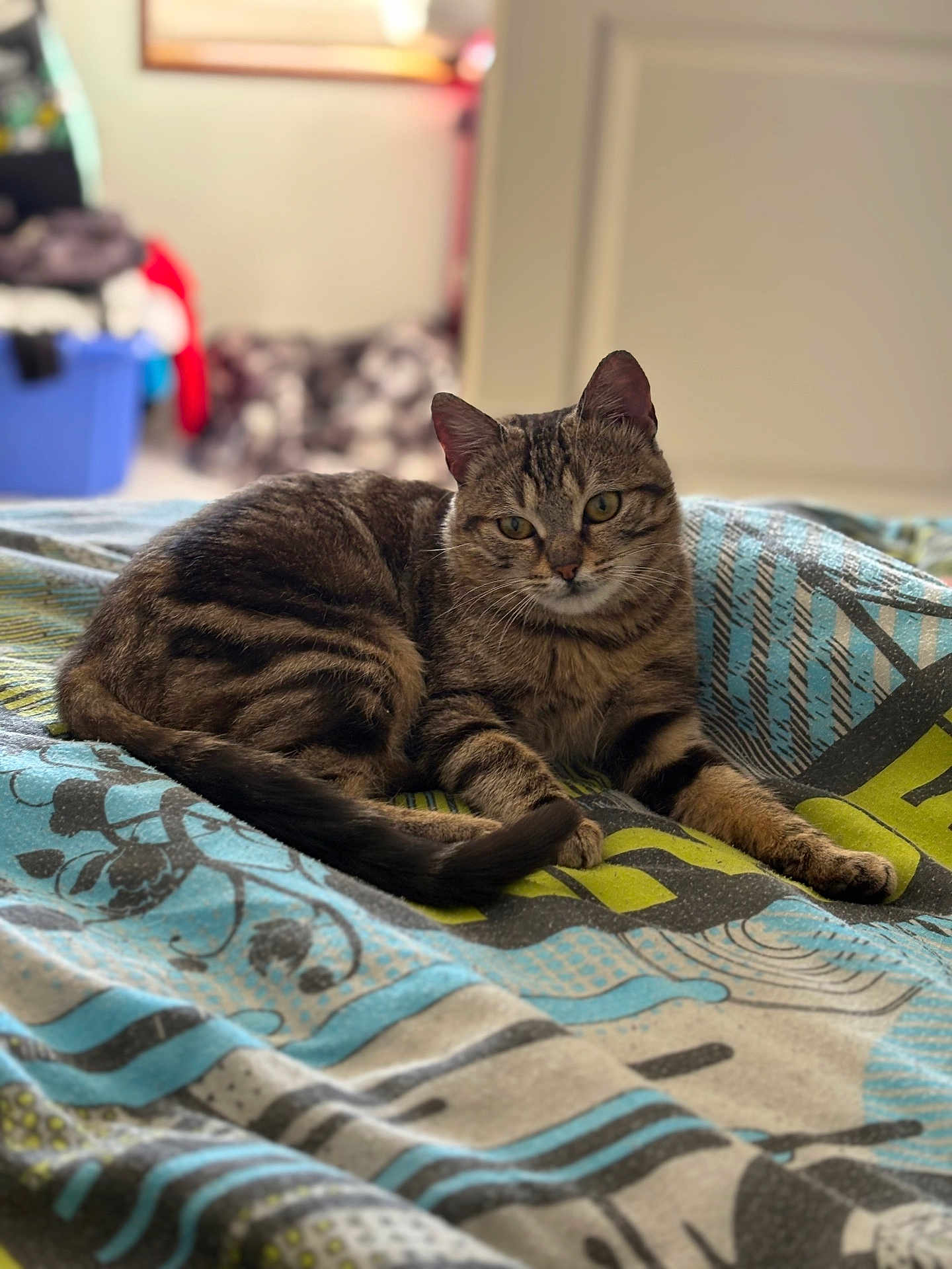 Ziggy participe au concours pour gagner de l'argent avec cette photo : cat, tabby_cat, animal, pet, feline, resting, indoor, blanket, patterned, fur, whiskers, ears, eyes, tail, bedroom, blurred_background, cozy, relaxed, domestic, closeup