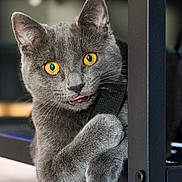 Angel participe au concours pour gagner de l'argent avec cette photo : animal, background_blur, bright_eyes, cat, claw, close_up, curious, cute, domestic_cat, feline, gray_cat, indoor, metal_frame, paw, pet, playful, soft_fur, tongue_out, whiskers, yellow_eyes