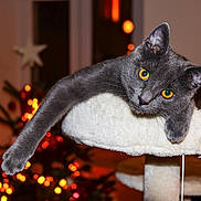 Angel participe au concours pour gagner de l'argent avec cette photo : cat, gray_cat, pet, animal, feline, cat_tree, plush, indoor, holiday_lights, bokeh, christmas_tree, decorations, cozy, relaxed, paw, fur, yellow_eyes, whiskers, ears, portrait
