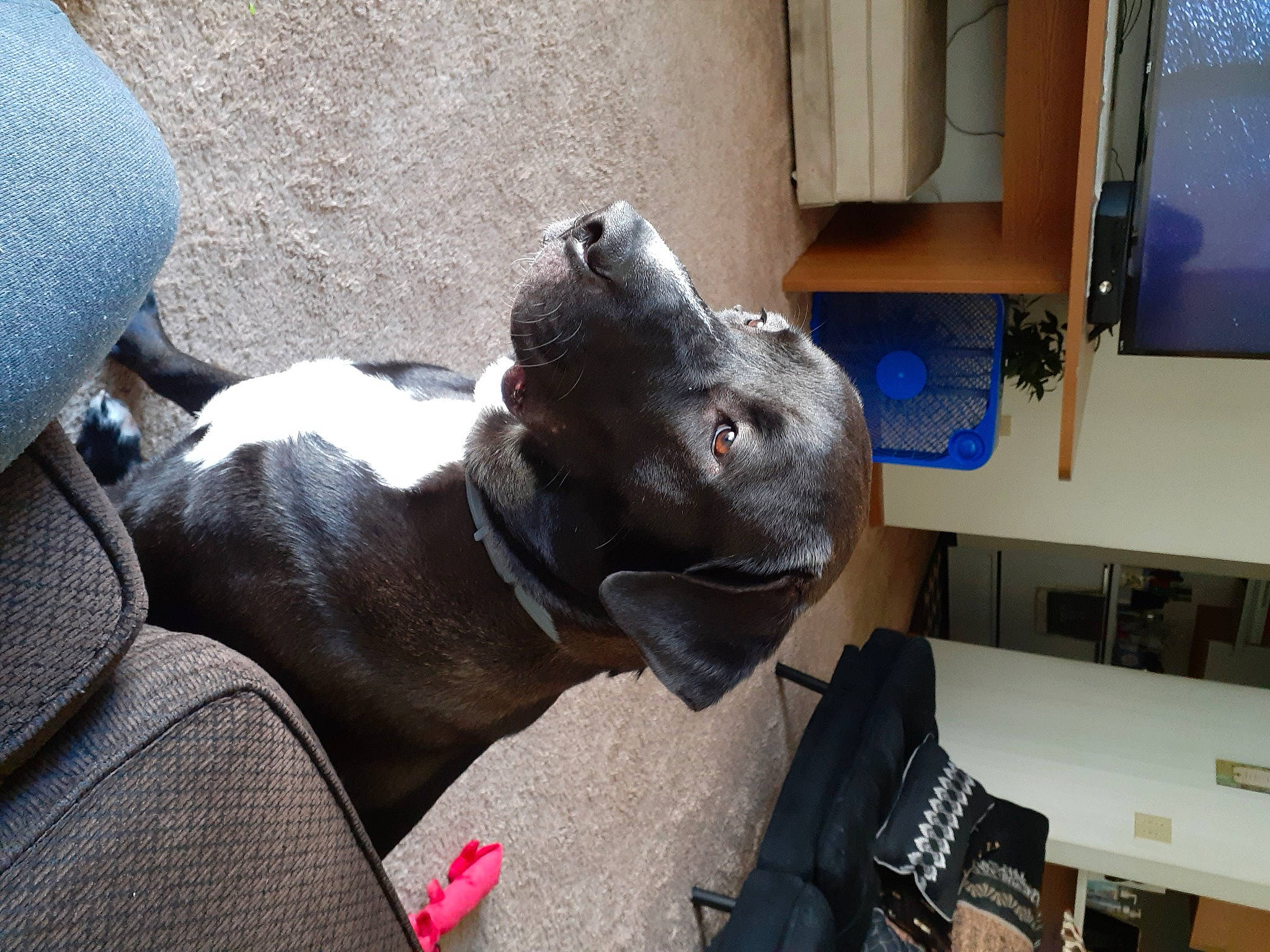 Ace is registered to the contest to win money with this photo: canidae, carnivore, collar, comfort, companion_dog, dog, dog_breed, fawn, felidae, fur, guard_dog, non_sporting_group, shelf, sporting_group, tail, terrestrial_animal, whiskers, working_animal