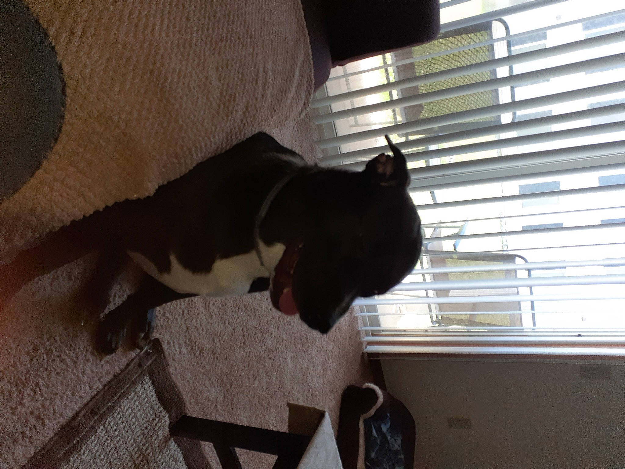 Ace is registered to the contest to win money with this photo: canidae, carnivore, comfort, companion_dog, dog, dog_breed, fawn, felidae, hardwood, mammal, pet_supply, small_to_medium_sized_cats, snout, sporting_group, tail, tints_and_shades, vertebrate, window, window_blind, wood