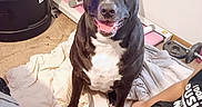 Acedaddy is registered to the contest to win money with this photo: dog, black_dog, white_chest, smiling, indoor, blanket, exercise_equipment, person, sitting, carpet, treadmill, weights, black_clothing, text_on_clothing, happy, pet, room, light_switch, window, home