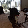 Acedaddy joined the competition — help win amazing prizes! black_dog, blanket, carpet, couch, dog, dog_bed, furniture, home, indoor, living_room, natural_light, pet, relaxed, shadow, sliding_door, table, tongue_out, vertical_blinds, white_chest, window