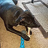 Acedaddy joined the competition — help win amazing prizes! dog, black_dog, carpet, toy, bone_toy, stuffed_toy, blue_toy, indoor, pet, chewing, animal, furniture_leg, rug, brown_rug, paw, collar, pet_toy, relaxed, lying_down, domestic