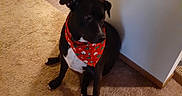 Acedaddy joined the competition — help win amazing prizes! animal, bandana, black_dog, canine, carpet, corner, dog, domestic, floor, household, indoor, kitchen, pet, red_bandana, rope_toy, rug, sitting, stove, toy, wall