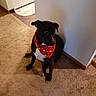 Acedaddy joined the competition — help win amazing prizes! dog, black_dog, bandana, red_bandana, carpet, indoor, toy, rope_toy, wall, corner, kitchen, stove, rug, pet, animal, floor, domestic, sitting, canine, household