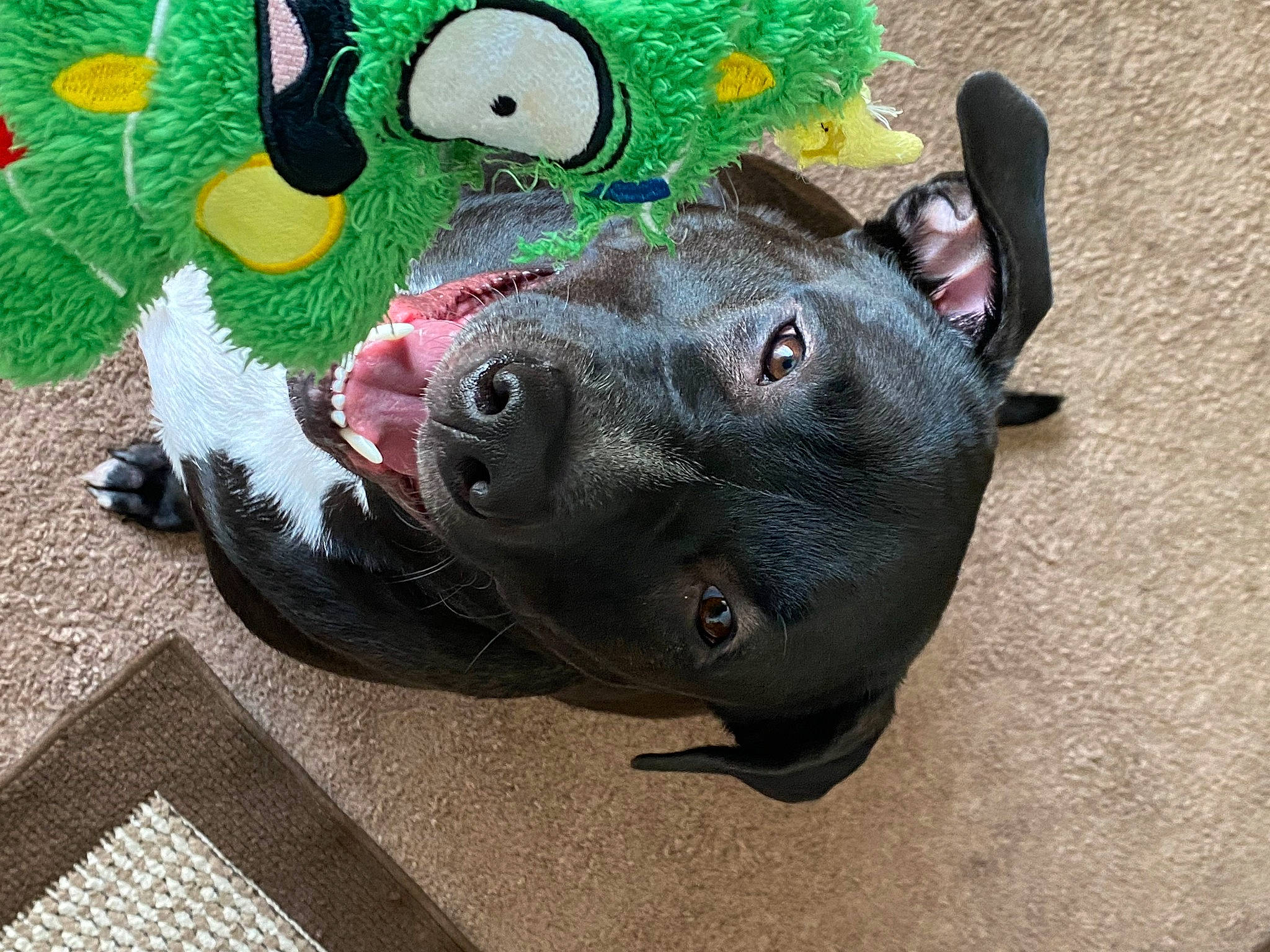 Ace is registered to the contest to win money with this photo: animal_figure, art, bovine, dog_breed, fashion_accessory, fawn, grass, lawn_ornament, mammal, metal, personal_protective_equipment, plastic, plush, sculpture, snout, stuffed_toy, terrestrial_animal, toy, visual_arts, working_animal